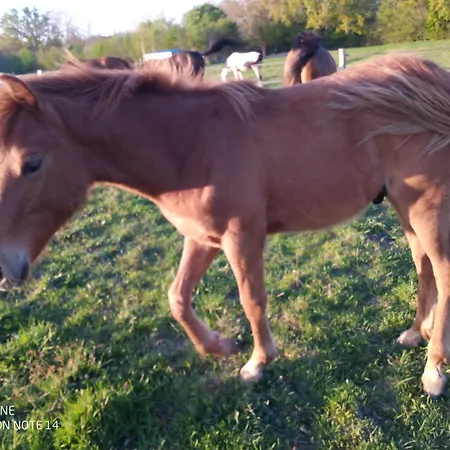 La Fantasia Verrieres-en-Anjou